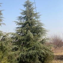 驻马店雪松基地，各种规格雪松热销中，量大从优！