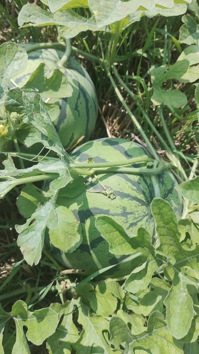 万亩露天8424，美都西瓜基地