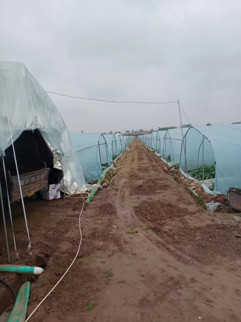 万亩露天8424，美都西瓜基地