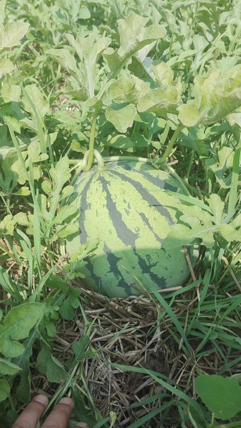万亩露天8424，美都西瓜基地