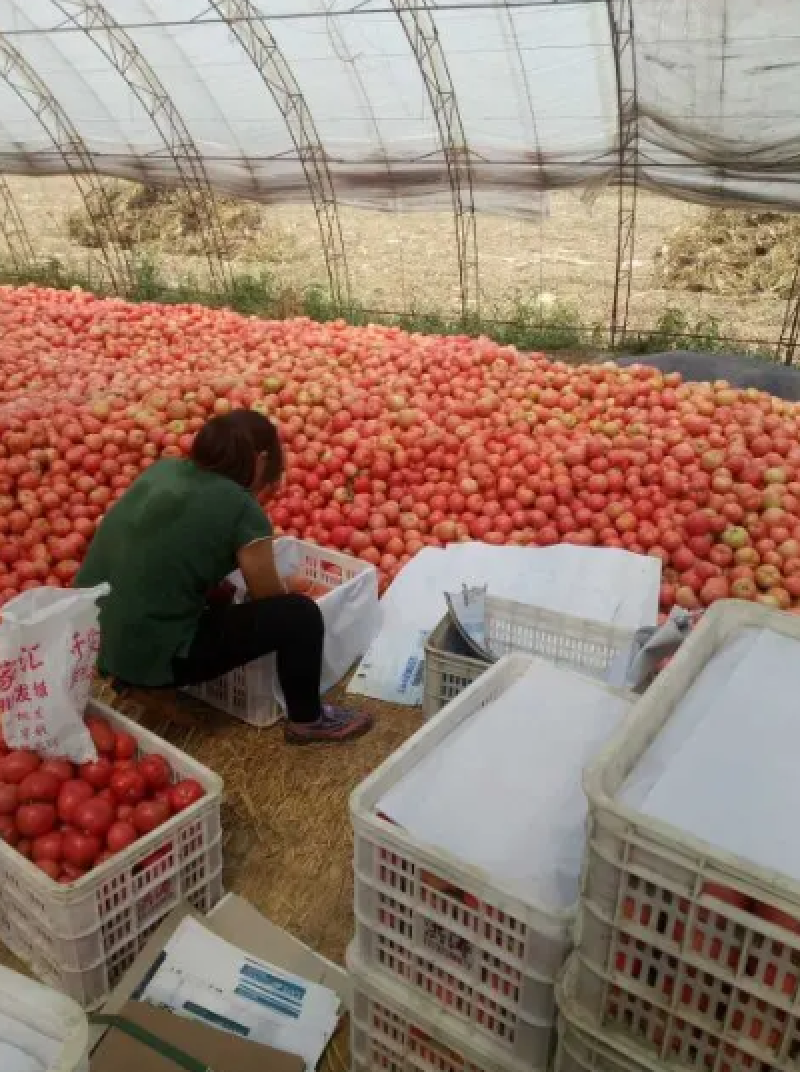 精品硬粉西红柿大量上市产地直供价格美丽支持视频看货