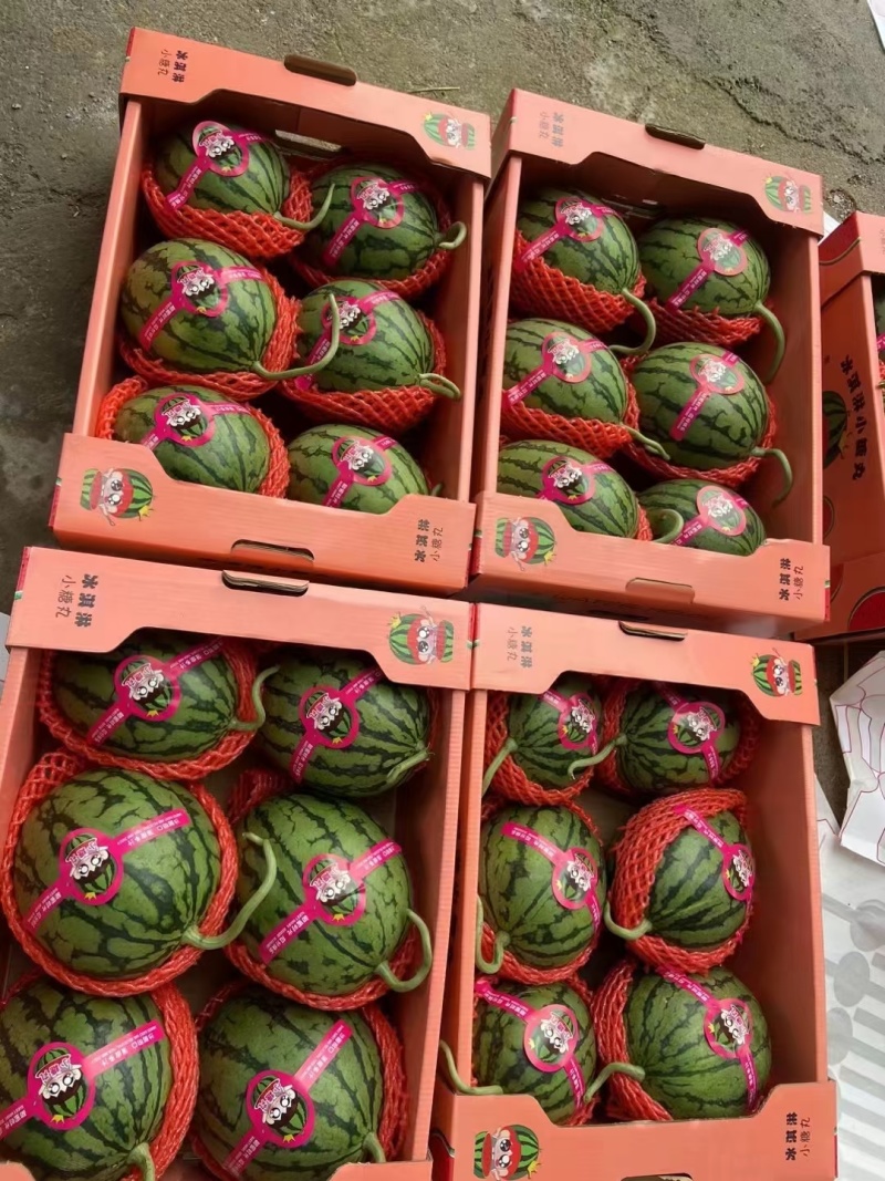 早春红玉西瓜安徽红玉小糖丸西瓜价格便宜货源稳定代收代发