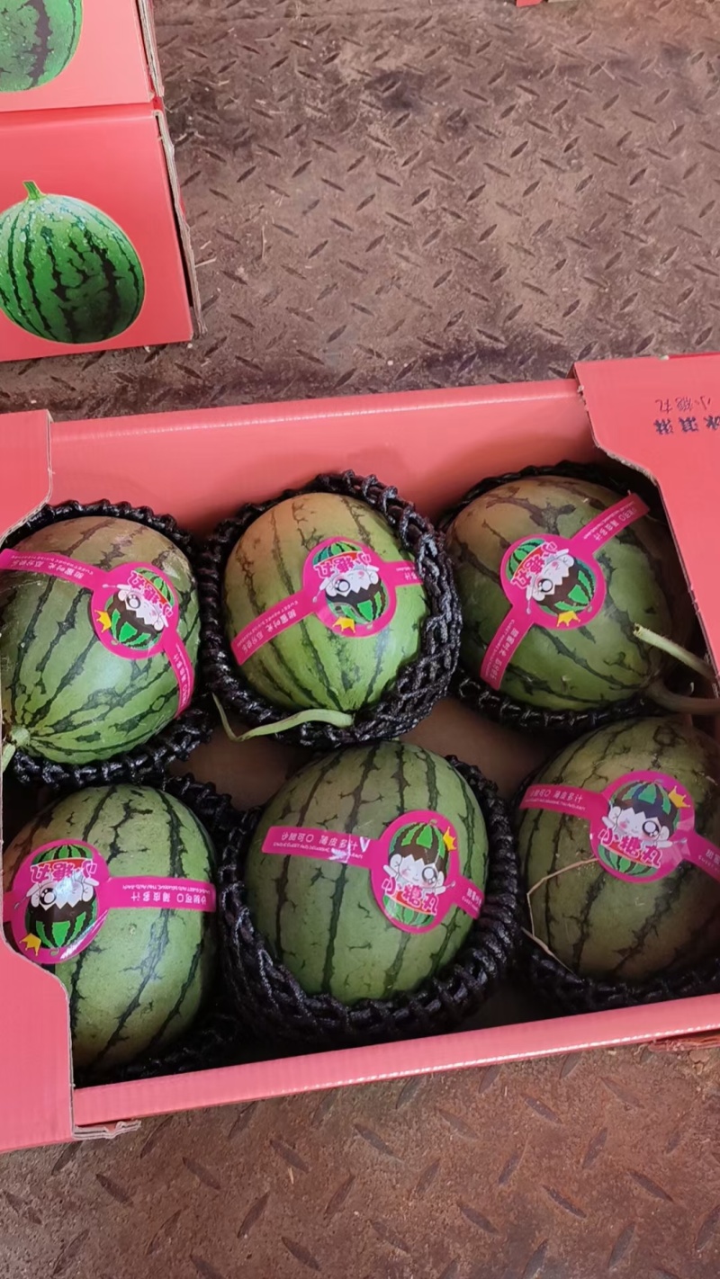 早春红玉西瓜安徽红玉小糖丸西瓜价格便宜货源稳定代收代发