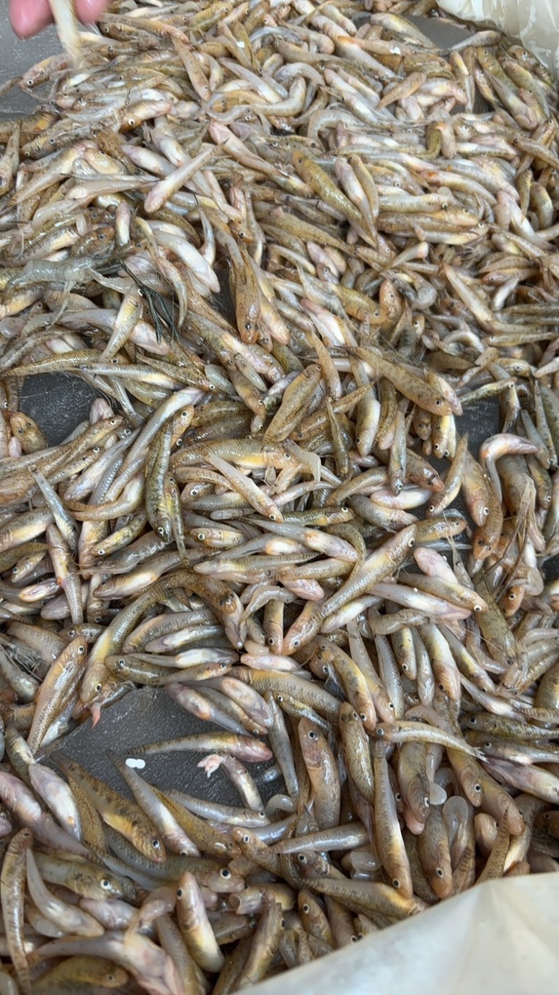 广西淡水小黄鱼黄花鱼基地供应量大质优欢迎电联