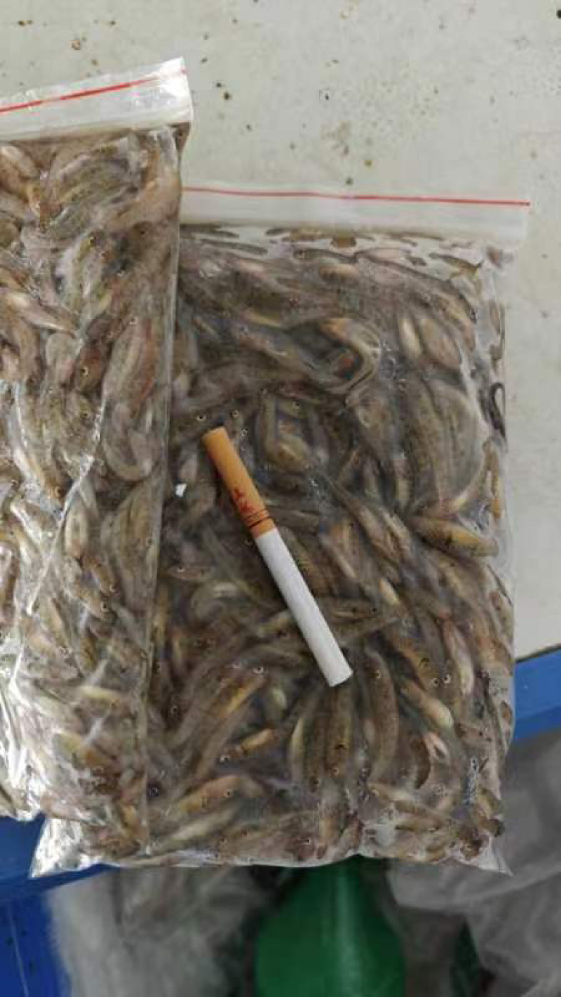广西淡水小黄鱼黄花鱼基地供应量大质优欢迎电联