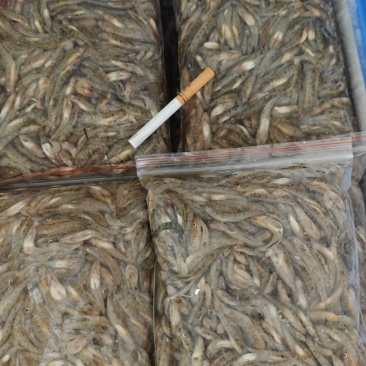 广西淡水小黄鱼黄花鱼基地供应量大质优欢迎电联