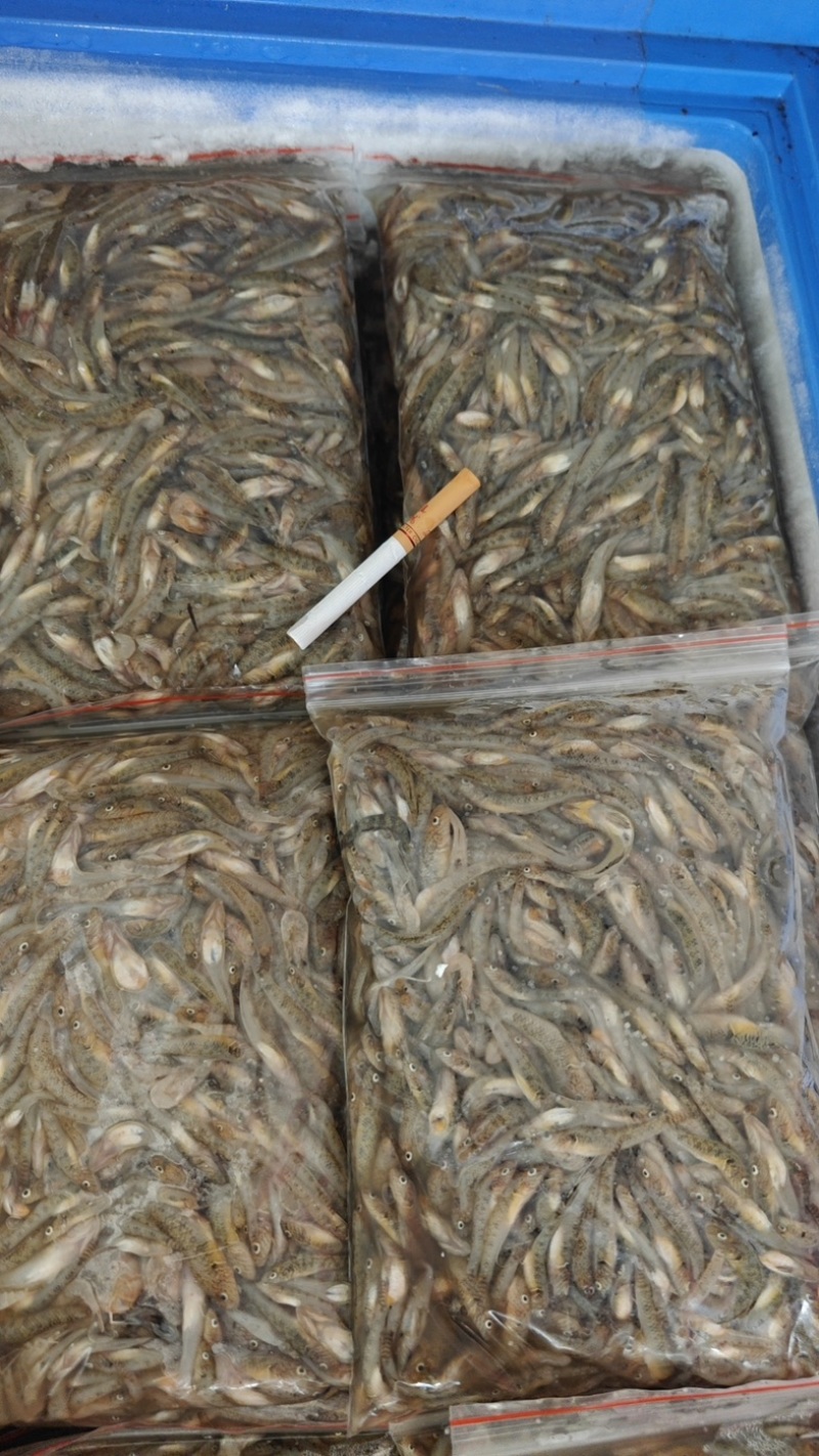 广西淡水小黄鱼黄花鱼基地供应量大质优欢迎电联
