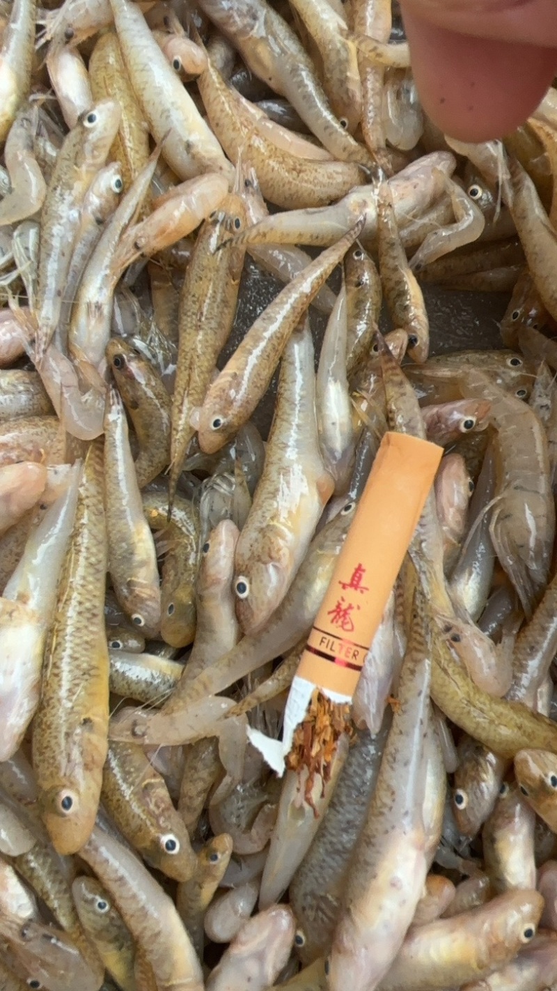 广西淡水小黄鱼黄花鱼基地供应量大质优欢迎电联
