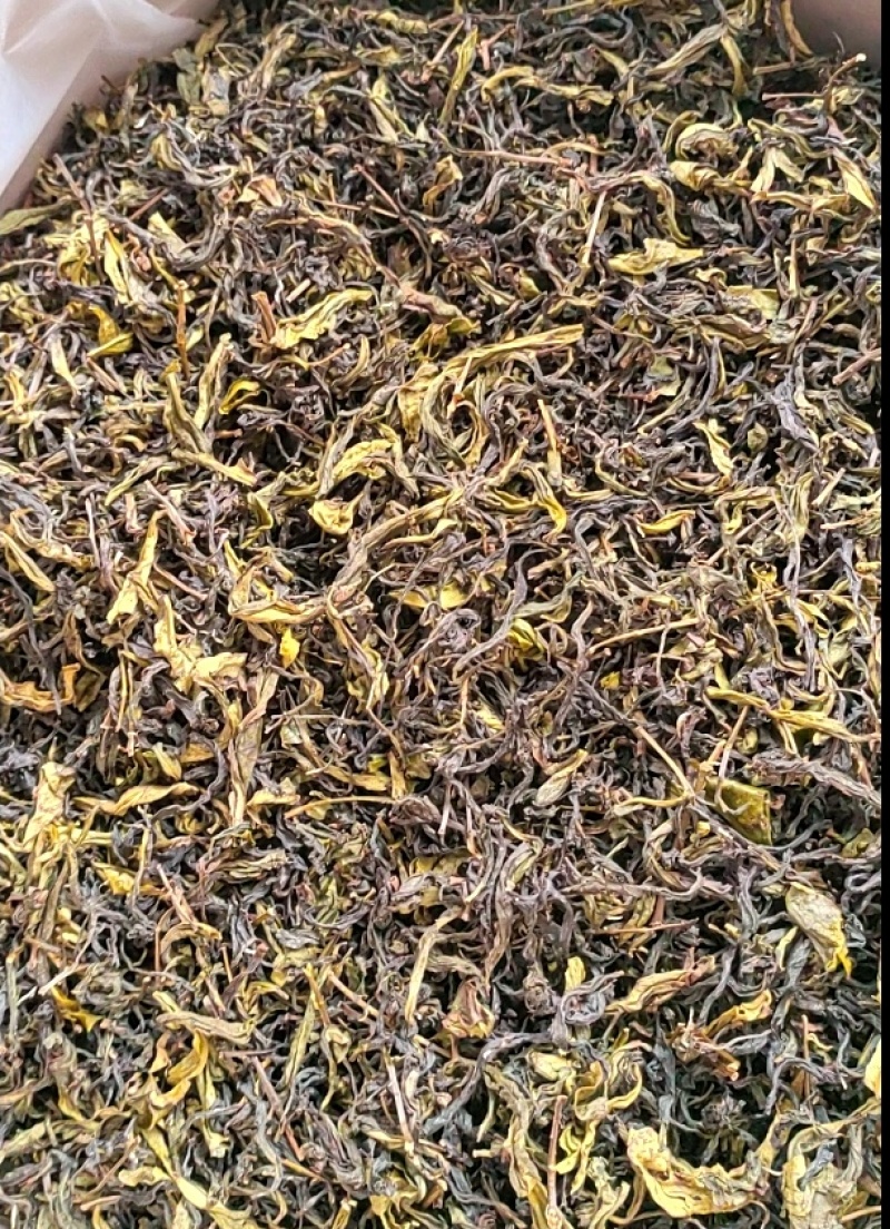 高山茶潮汕浓香型诏安八仙茶叶土山茶潮汕高山茶福建新鲜袋装