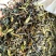 高山茶潮汕浓香型诏安八仙茶叶土山茶潮汕高山茶福建新鲜袋装