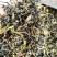 高山茶潮汕浓香型诏安八仙茶叶土山茶潮汕高山茶福建新鲜袋装