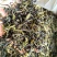 高山茶潮汕浓香型诏安八仙茶叶土山茶潮汕高山茶福建新鲜袋装