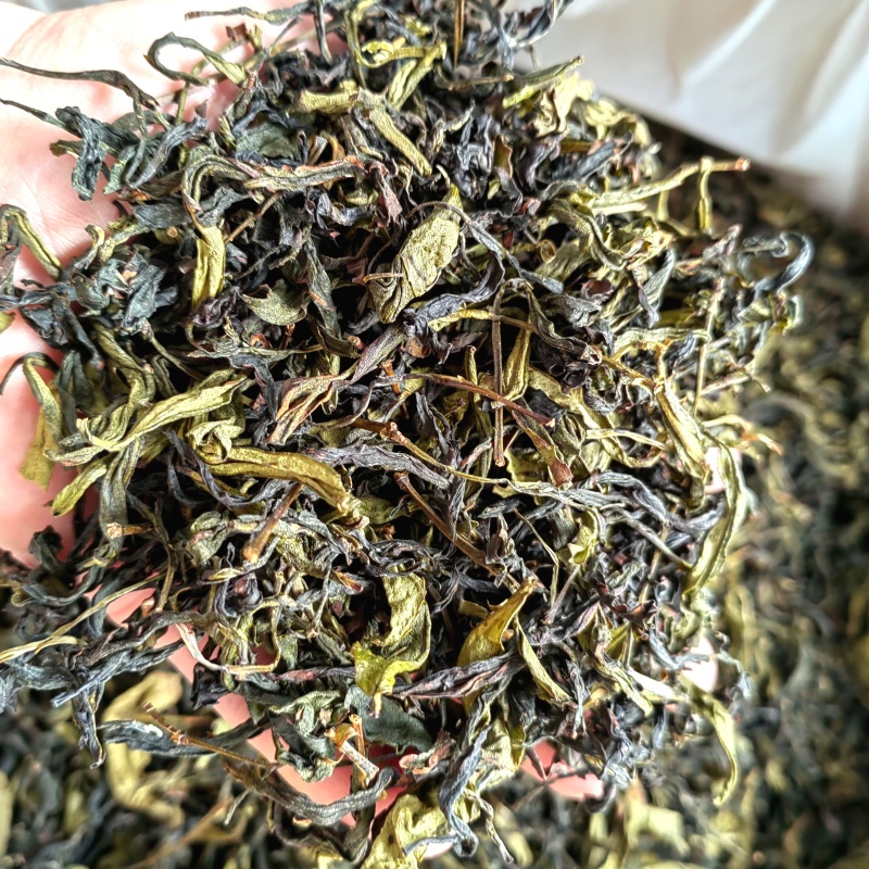 高山茶潮汕浓香型诏安八仙茶叶土山茶潮汕高山茶福建新鲜袋装