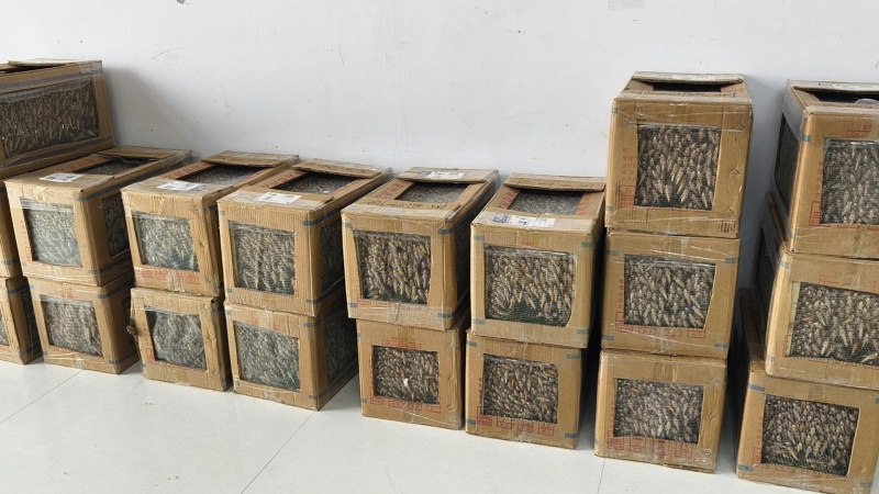 蚂蚱，自己的大型养殖场加工厂。纯青草喂养