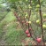 玻姬红无花果，青皮，紫果，布兰瑞克，斯特拉，芭无花果树苗