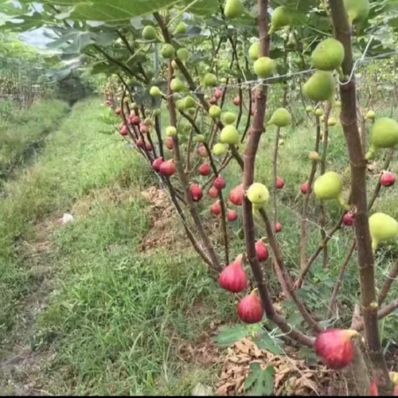 玻姬红无花果，青皮，紫果，布兰瑞克，斯特拉，芭无花果树苗