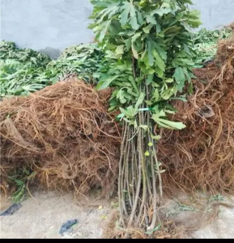 玻姬红无花果，青皮，紫果，布兰瑞克，斯特拉，芭无花果树苗