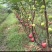 玻姬红无花果，青皮，紫果，布兰瑞克，斯特拉，芭无花果树苗