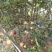玻姬红无花果，青皮，紫果，布兰瑞克，斯特拉，芭无花果树苗