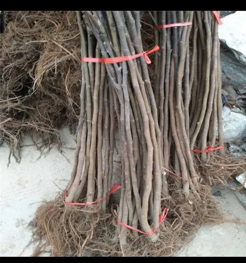 玻姬红无花果，青皮，紫果，布兰瑞克，斯特拉，芭无花果树苗