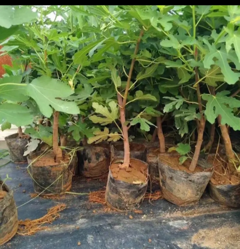玻姬红无花果，青皮，紫果，布兰瑞克，斯特拉，芭无花果树苗