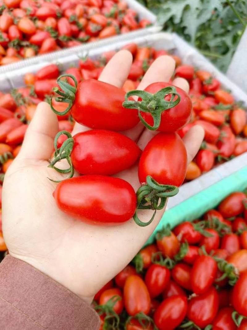 自家种植小番茄