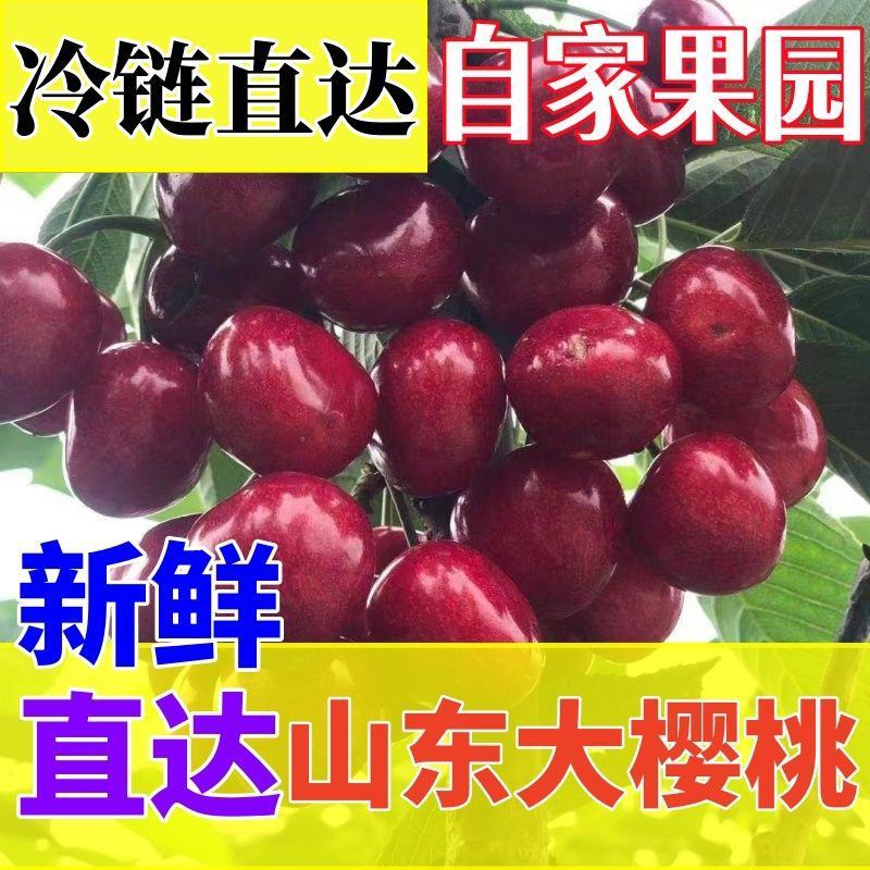 山东枣红大樱桃烟台正宗车厘子新鲜水果当季现摘现发国产樱桃
