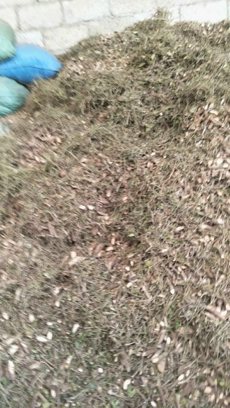 武靴藤，(匙羹藤新鲜武靴藤蛇天角饭杓藤生品藤
