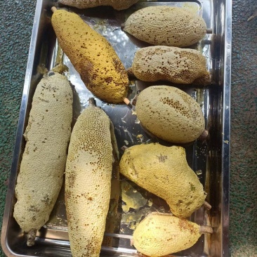 深山老林小挂蜜