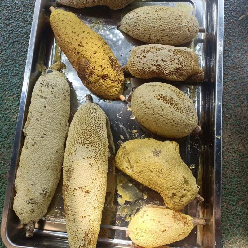 深山老林小挂蜜