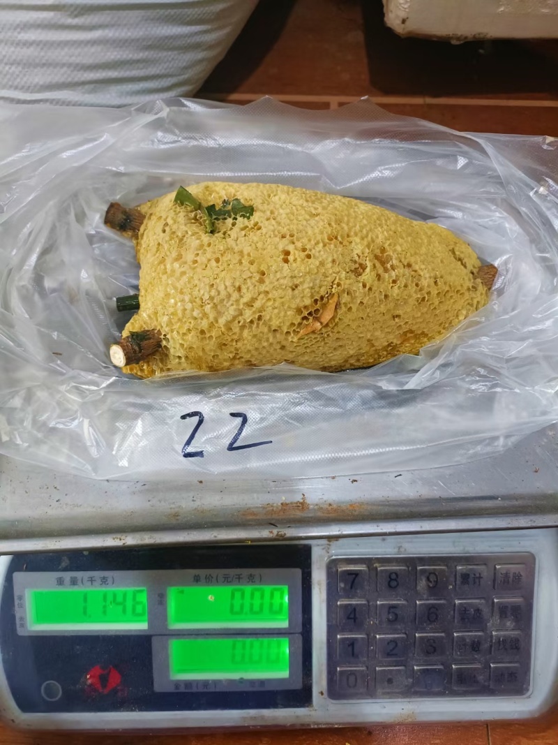 深山老林小挂蜜