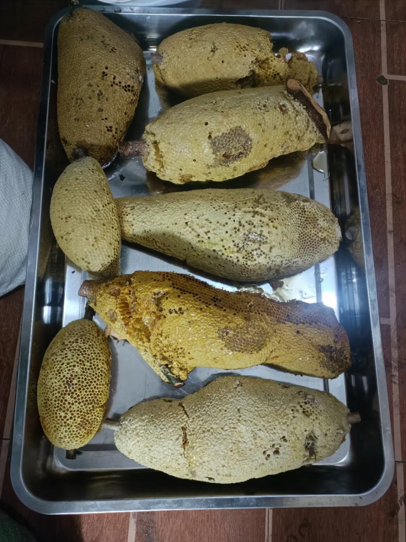 深山老林小挂蜜