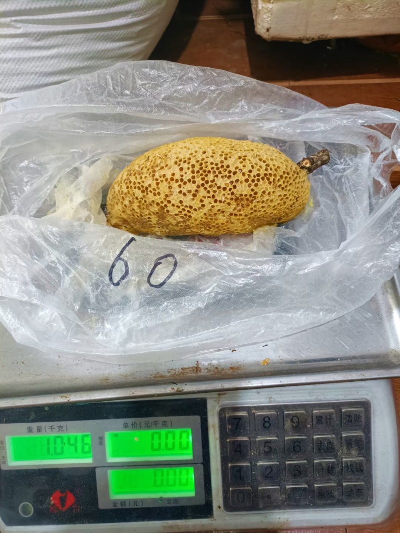 深山老林小挂蜜