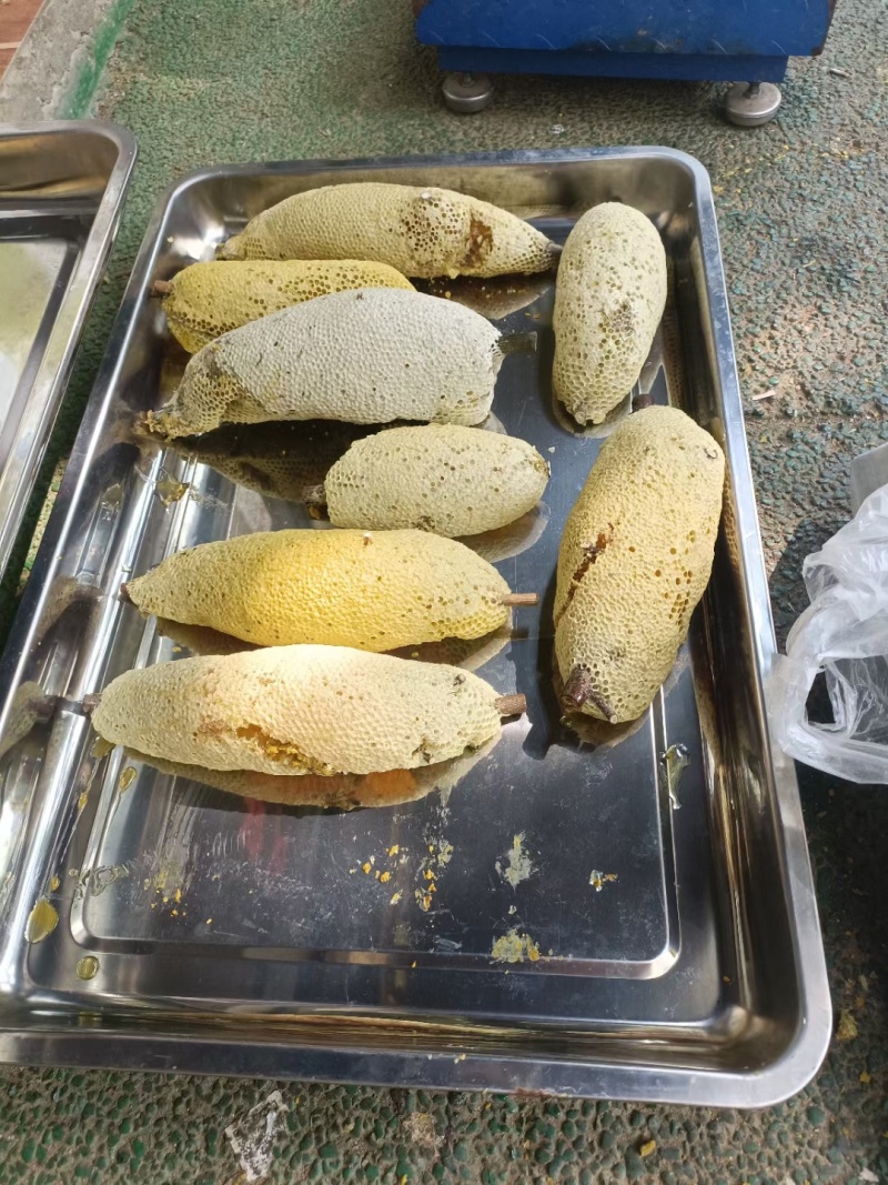 深山老林小挂蜜