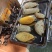深山老林小挂蜜