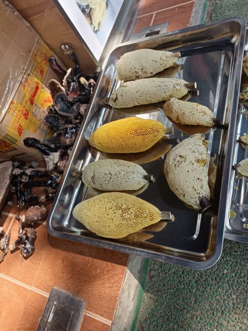 深山老林小挂蜜