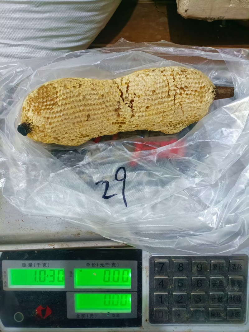 深山老林小挂蜜