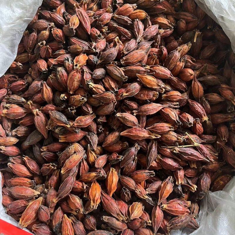 中药材水栀