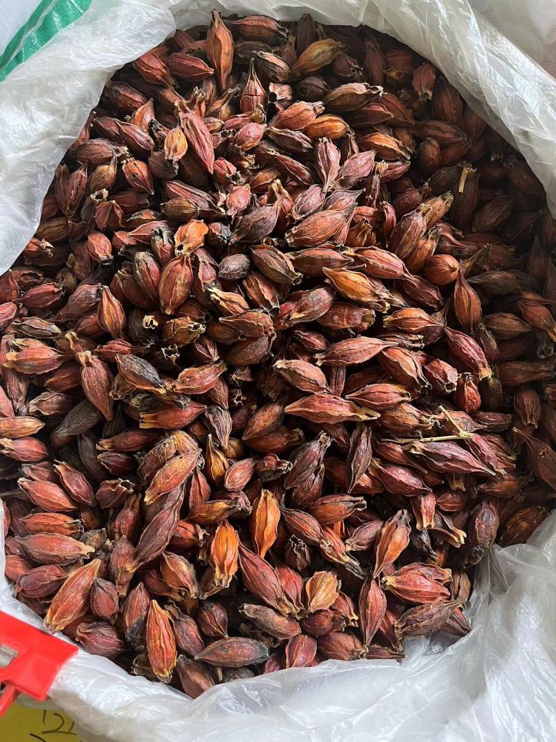 中药材水栀