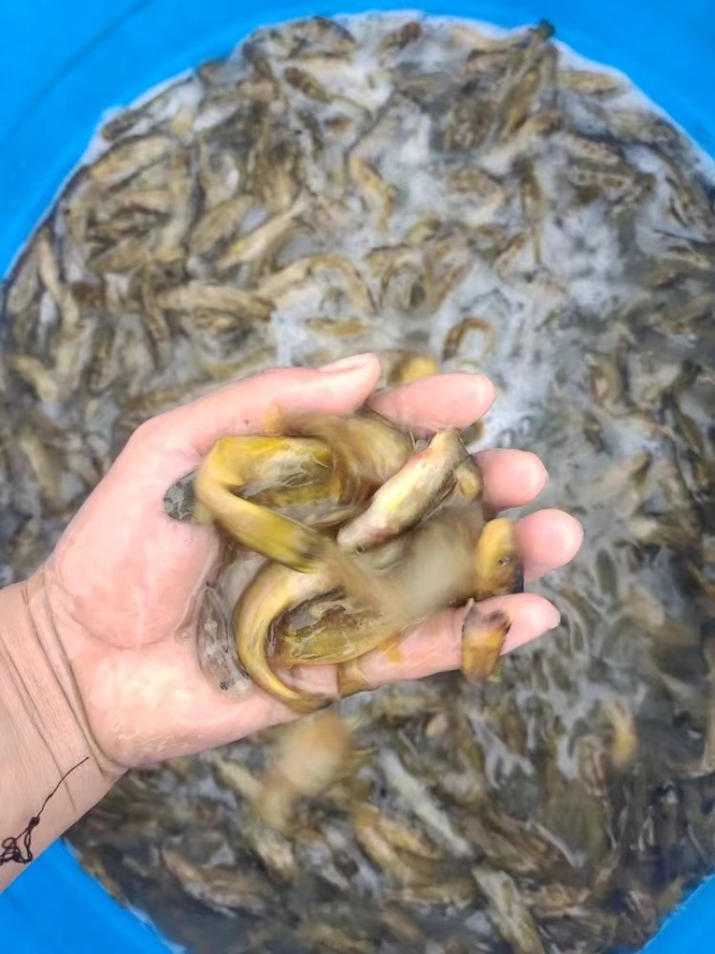 牛尾巴鱼苗乌苏里黄河拟鲿四川重庆本地附近淡水养殖食用鱼苗