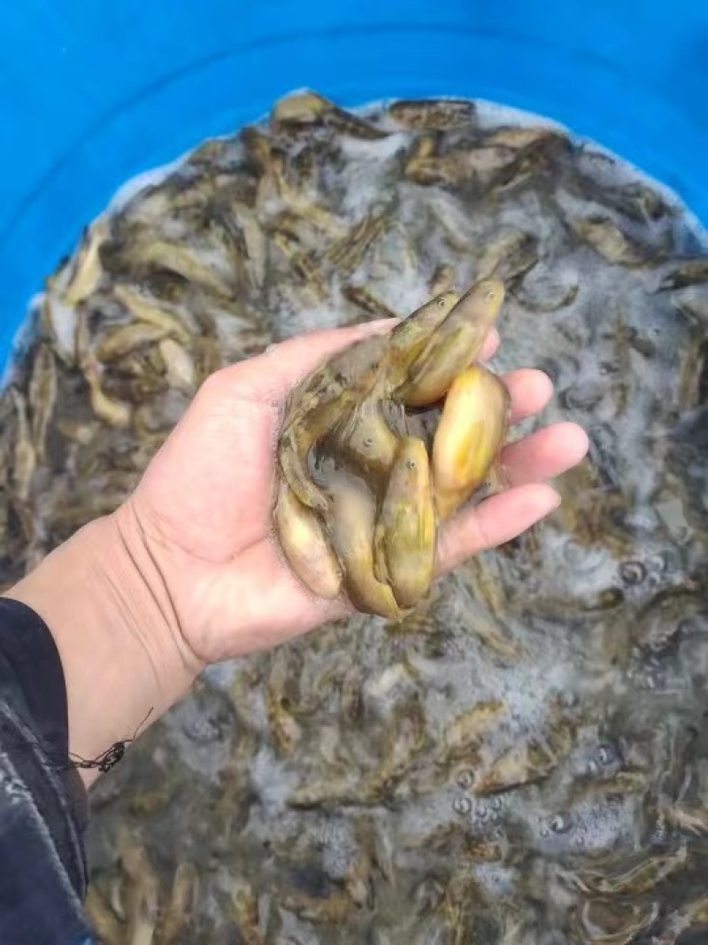 牛尾巴鱼苗乌苏里黄河拟鲿四川重庆本地附近淡水养殖食用鱼苗