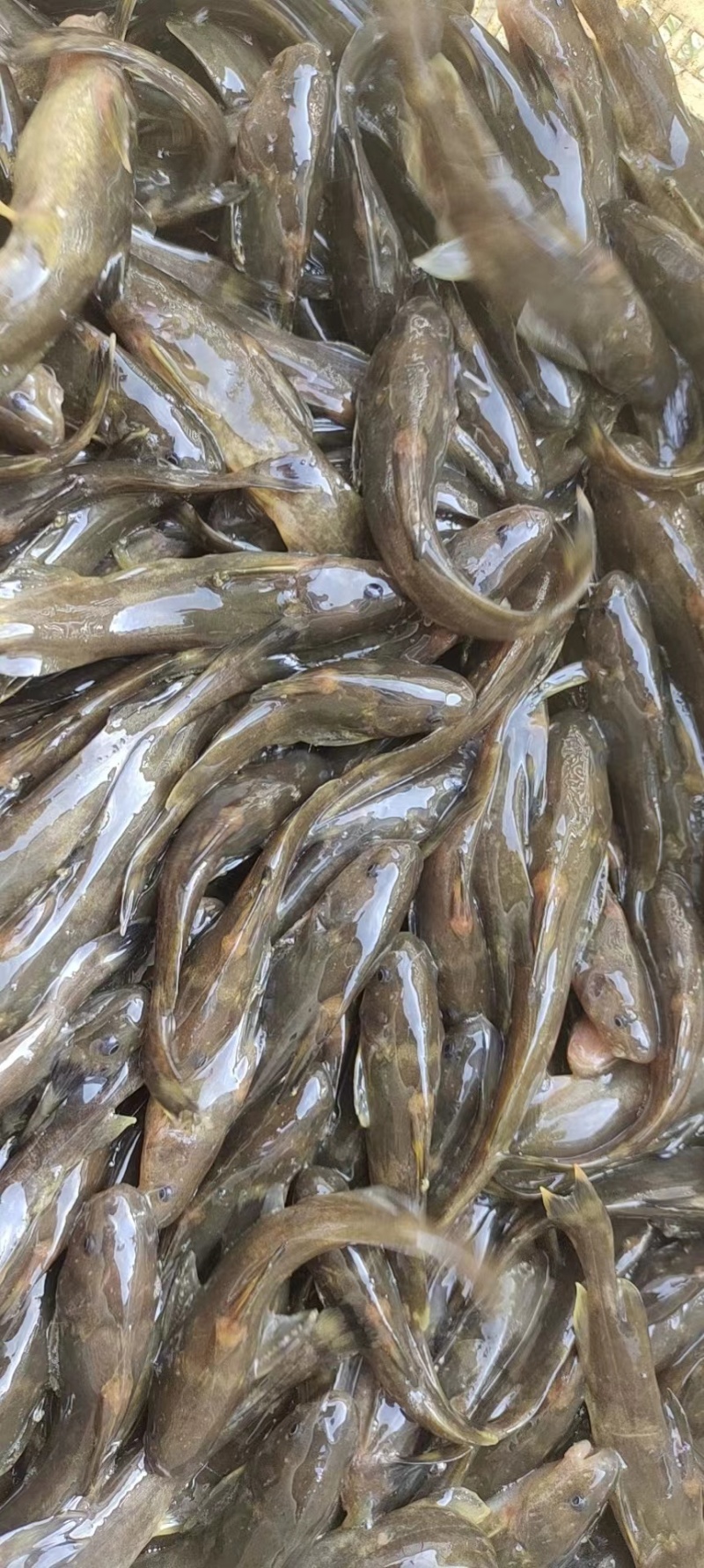 牛尾巴鱼苗乌苏里黄河拟鲿四川重庆本地附近淡水养殖食用鱼苗