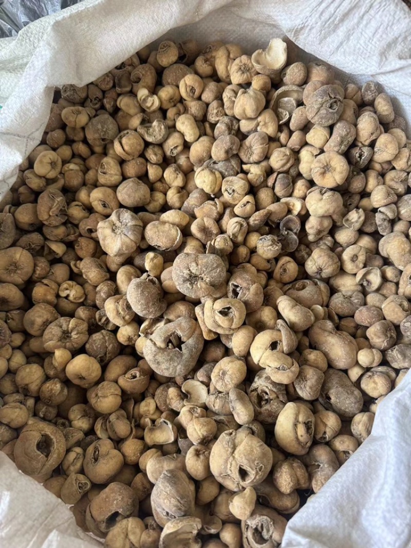 大贝个无硫浙贝浙贝母干货大贝个子实拍贝母