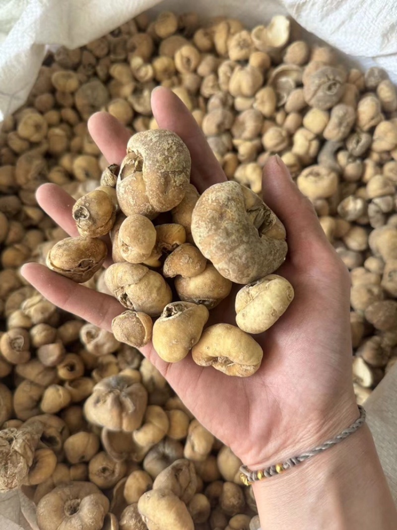 大贝个无硫浙贝浙贝母干货大贝个子实拍贝母