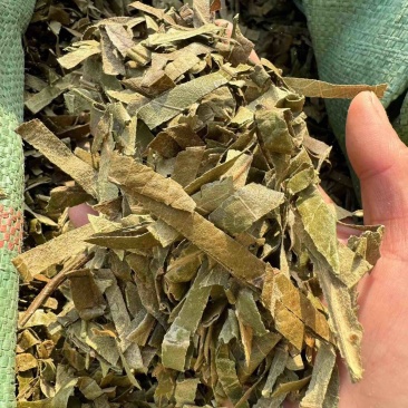 枇杷叶实拍另有制枇杷叶现货过筛货正品