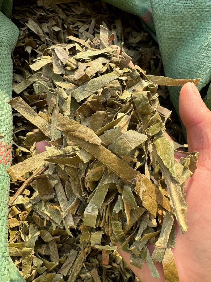 枇杷叶实拍另有制枇杷叶现货过筛货正品