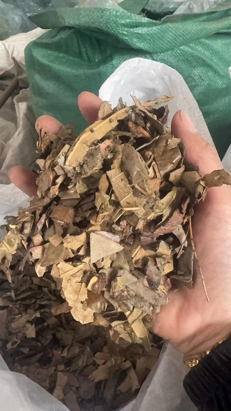 枇杷叶实拍另有制枇杷叶现货过筛货正品