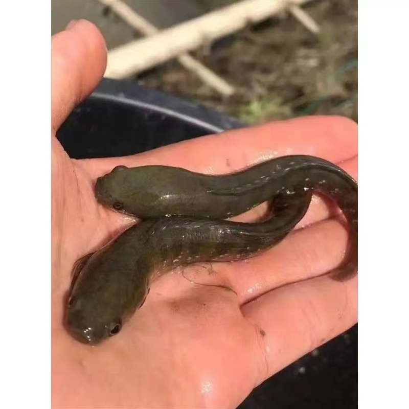牛尾巴鱼苗乌苏里黄河拟鲿四川重庆本地附近淡水养殖食用鱼苗