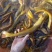 牛尾巴鱼苗乌苏里黄河拟鲿四川重庆本地附近淡水养殖食用鱼苗