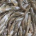 牛尾巴鱼苗乌苏里黄河拟鲿四川重庆本地附近淡水养殖食用鱼苗